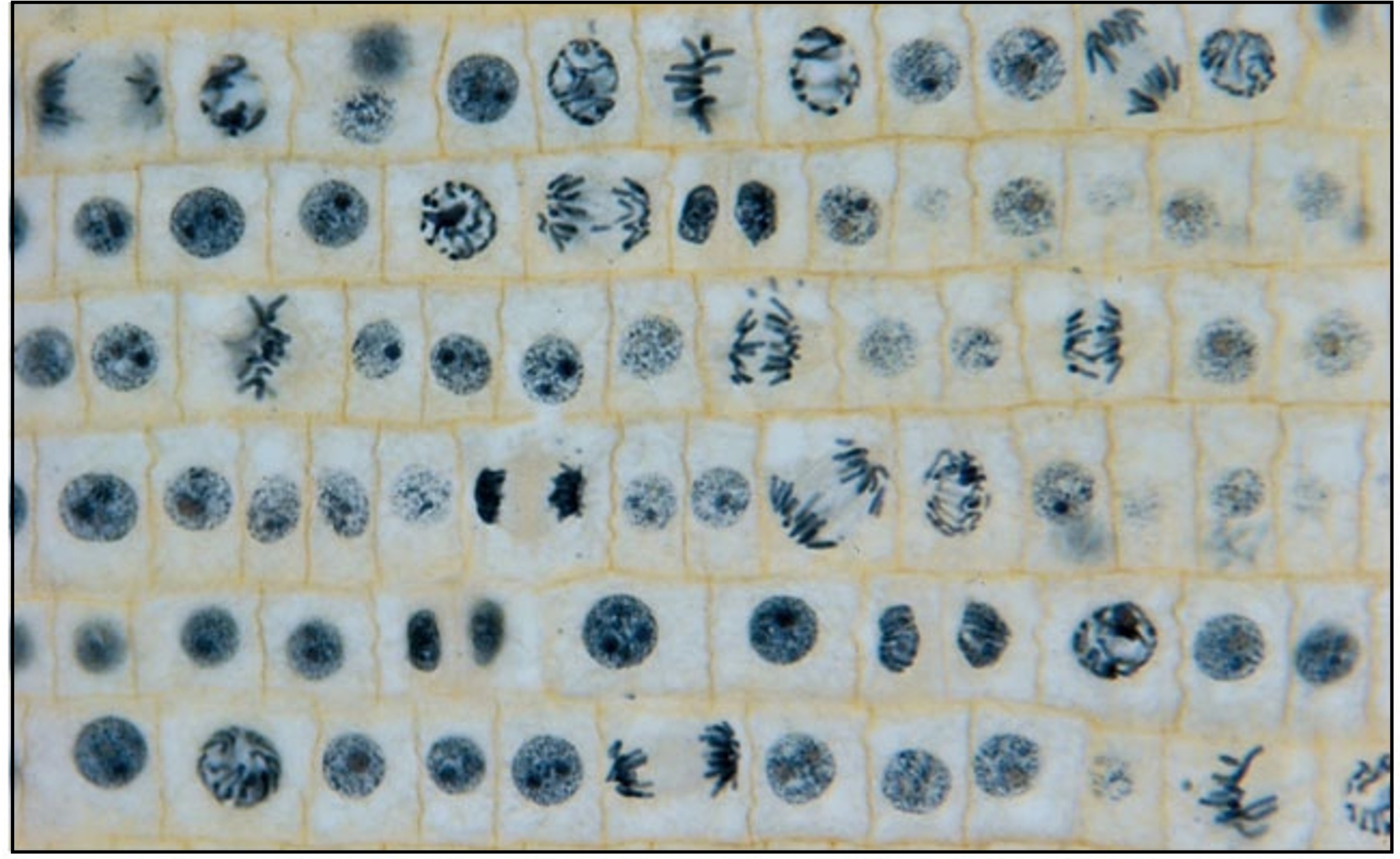 Mitosis Biology Diagrams